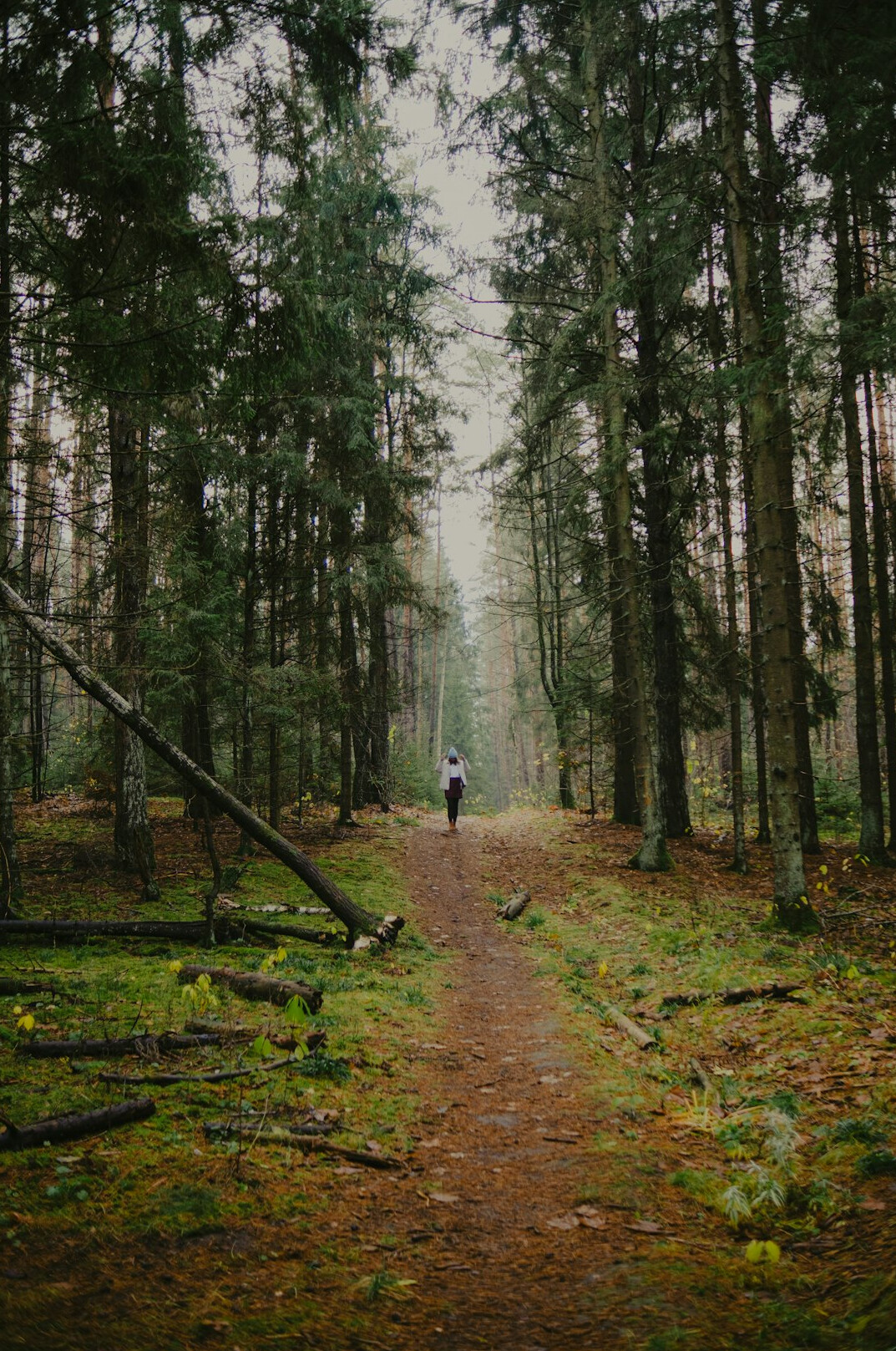 person walking in nature trail